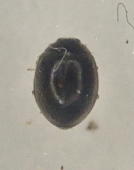 Stethorus pusillus