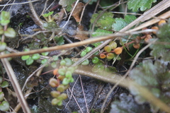 Epilobium brunnescens
