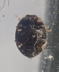 Stethorus pusillus