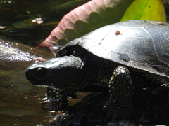 Emys orbicularis
