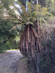 Dicksonia fibrosa