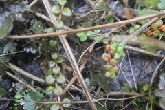 Epilobium brunnescens