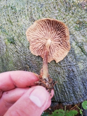 Collybiopsis peronata