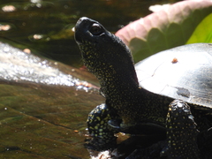 Emys orbicularis