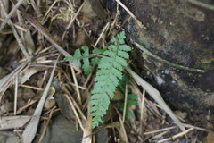 Microlepia