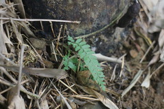 Microlepia