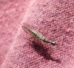 Xanthostigma xanthostigma