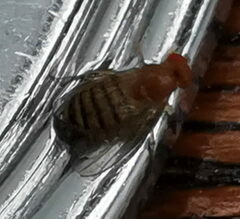 Drosophila