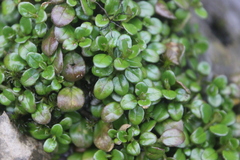 Epilobium nerteroides