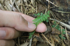 Microlepia