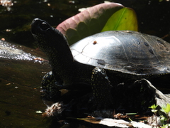 Emys orbicularis