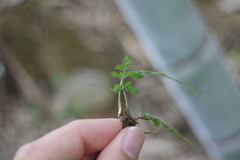 Microlepia