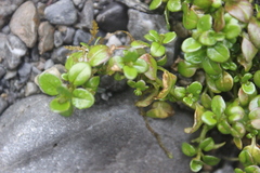 Epilobium nerteroides
