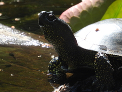 Emys orbicularis
