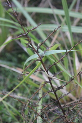 Coprosma rugosa