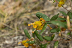 Grevillea chrysophaea