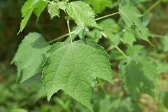 Triumfetta rhomboidea