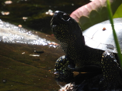 Emys orbicularis
