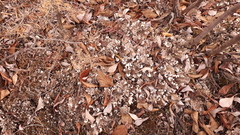 Peltigeraceae