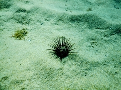Centrostephanus longispinus