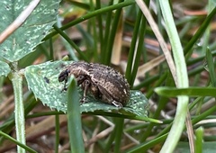 Brachypera zoilus
