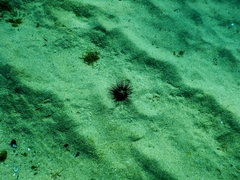 Centrostephanus longispinus