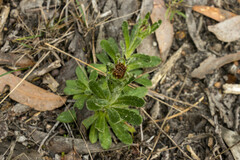 Coronidium scorpioides