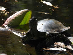 Emys orbicularis