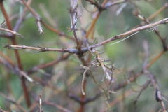 Coprosma rugosa