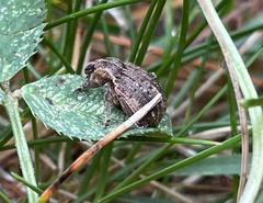 Brachypera zoilus