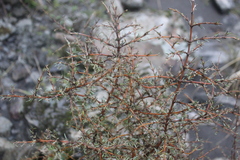 Coprosma rugosa