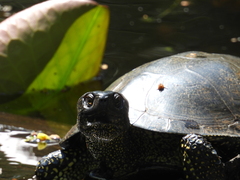 Emys orbicularis