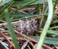 Brachypera zoilus