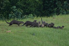 Lutrogale perspicillata