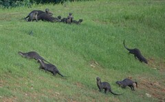 Lutrogale perspicillata