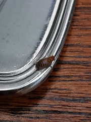 Drosophila