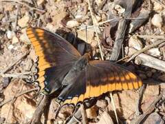 Charaxes jasius