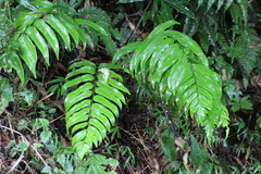 Polystichum integripinnum