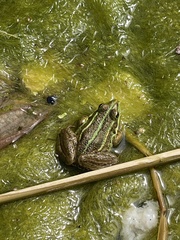 Pelophylax