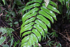 Polystichum integripinnum