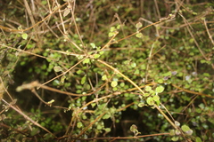 Coprosma rotundifolia