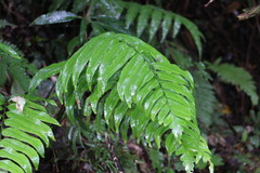 Polystichum integripinnum