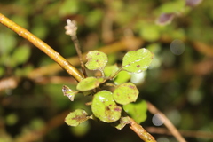 Coprosma rotundifolia
