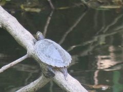 Graptemys ouachitensis