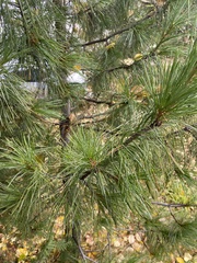 Pinus sibirica