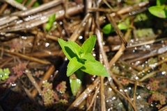 Limnophila aromatica