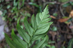 Polystichum integripinnum