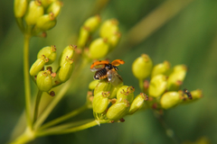 Hippodamia variegata