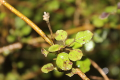 Coprosma rotundifolia