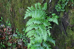 Diplazium laxifrons